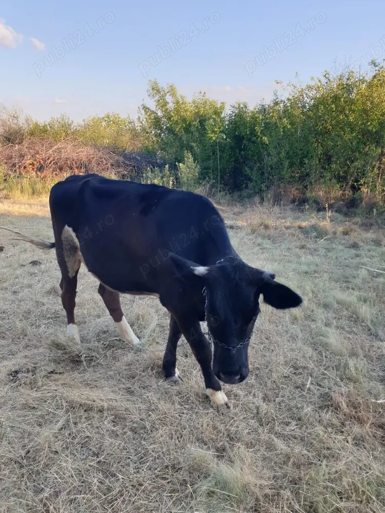 Vând vițea gestantă!