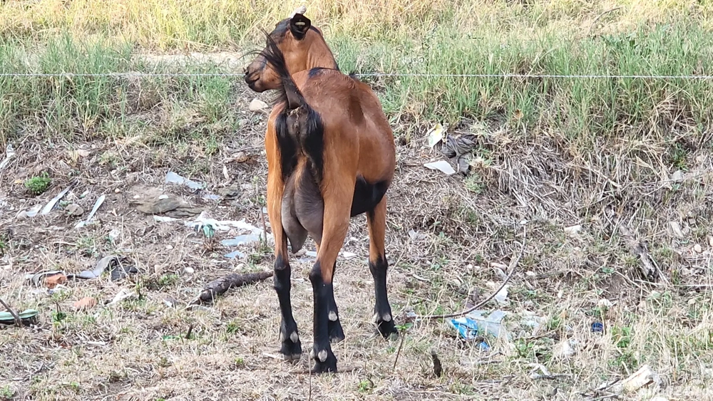 Vand capre Alpin Francez cu origine