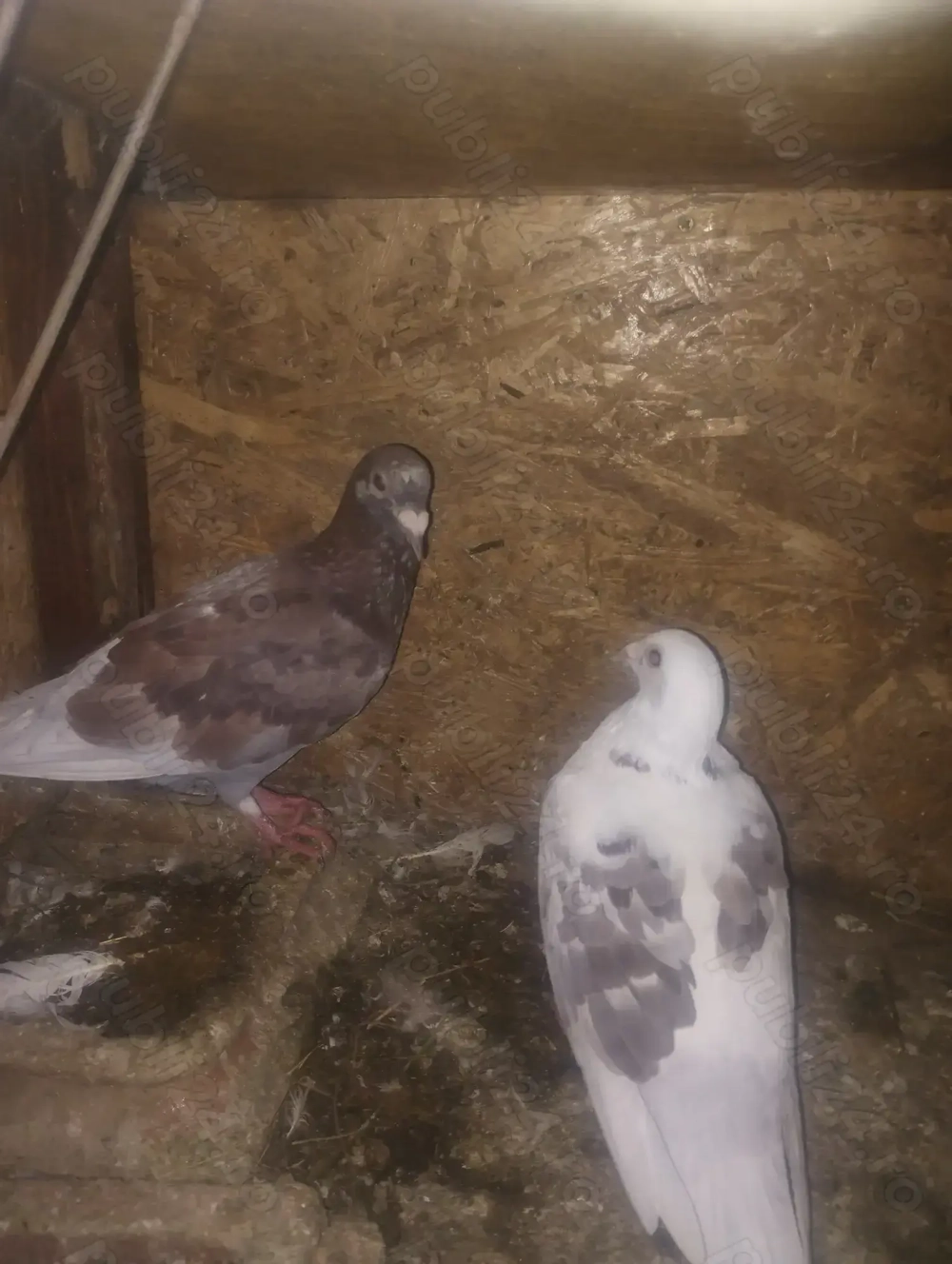 Porumbei voiajori colorați tineret