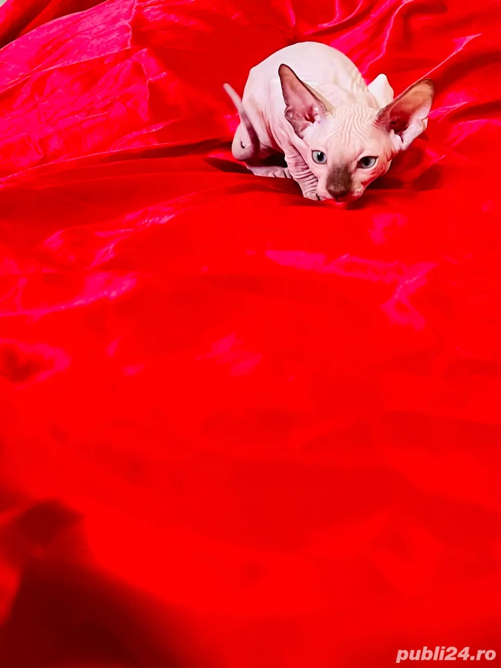 Pisicute Sphynx Sfinx in Bucuresti Pisicute Sphynx Sfinx in Bucuresti