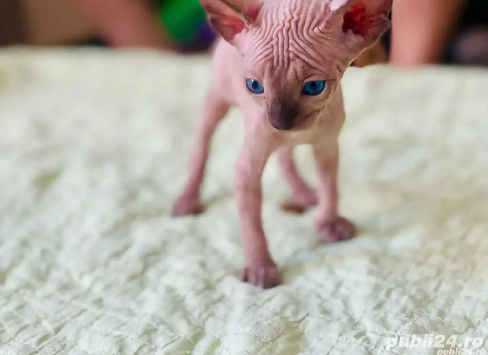 Motanei si pisicute Sphynx Sfinx Motanei si pisicute Sphynx Sfinx