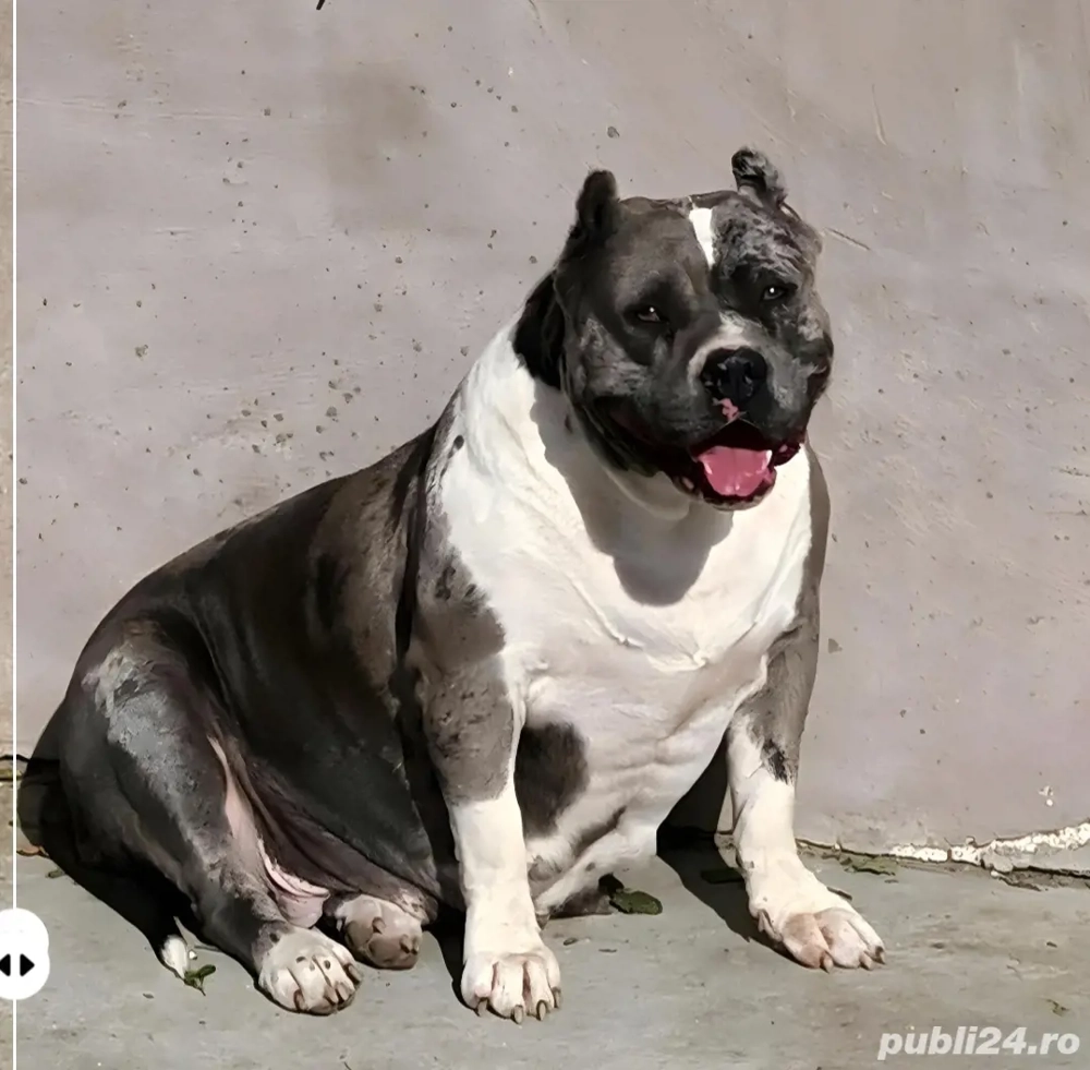 femela American bully xl 