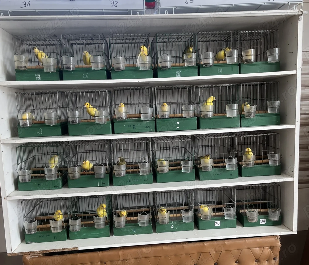 Canari de vânzare  Canari de vânzare