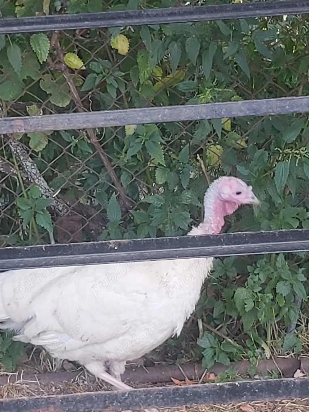 Vând curcă de anul trecut 