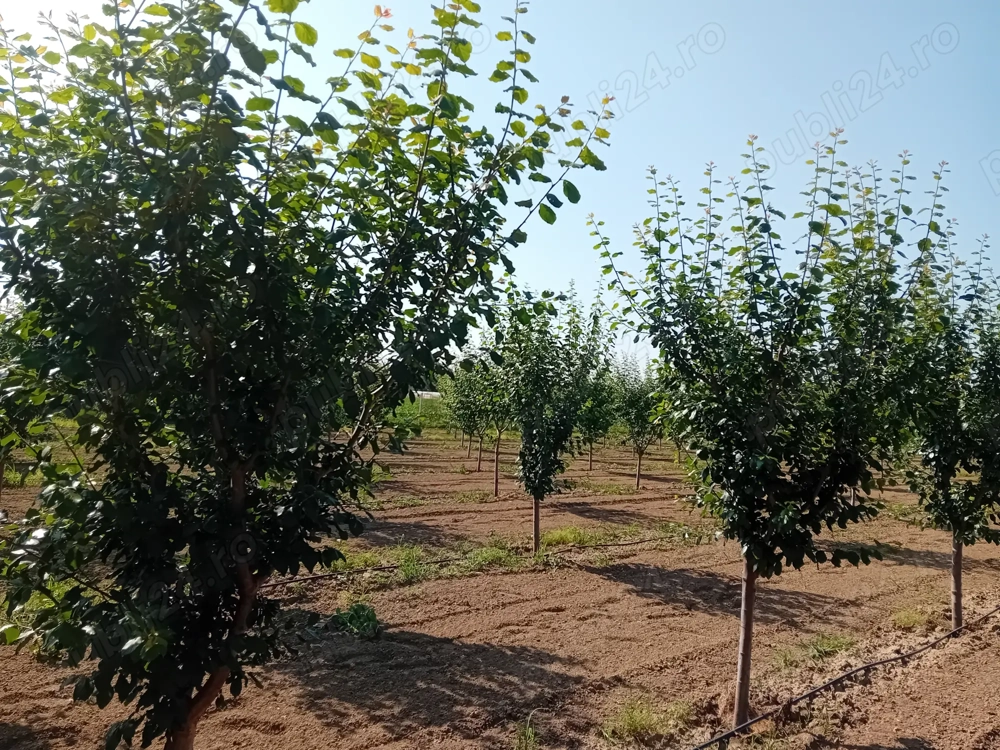 Livadă  de  vanzare 