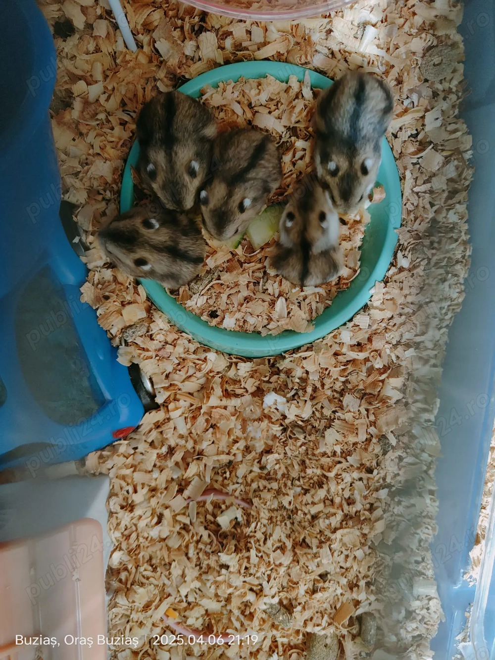 Vand pui de hamster pitic