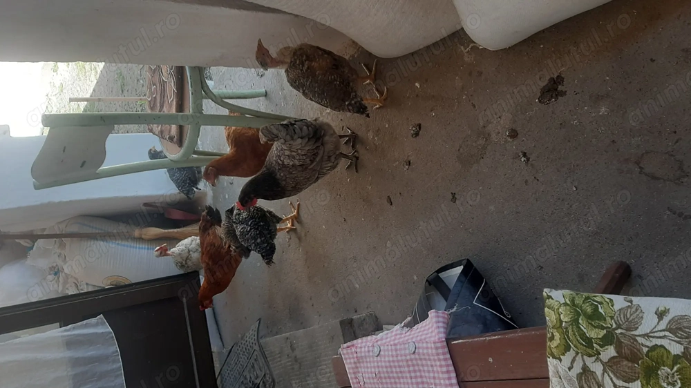 Găini de vanzare Găini de vanzare