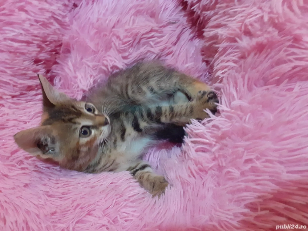 pisicuti spre adopție  pisicuti spre adopție