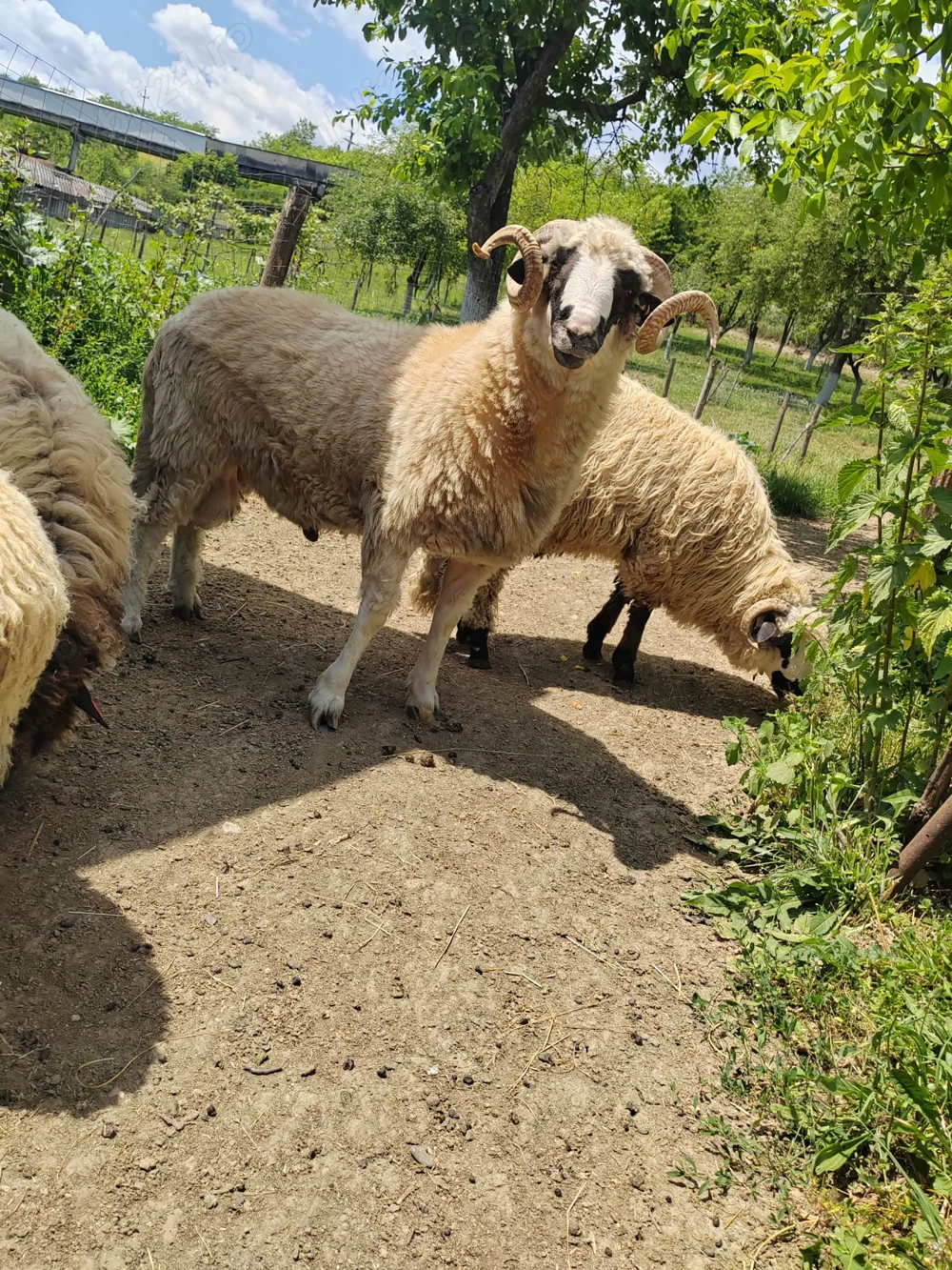 Berbec breaz 2 ani jumate Berbec breaz 2 ani jumate