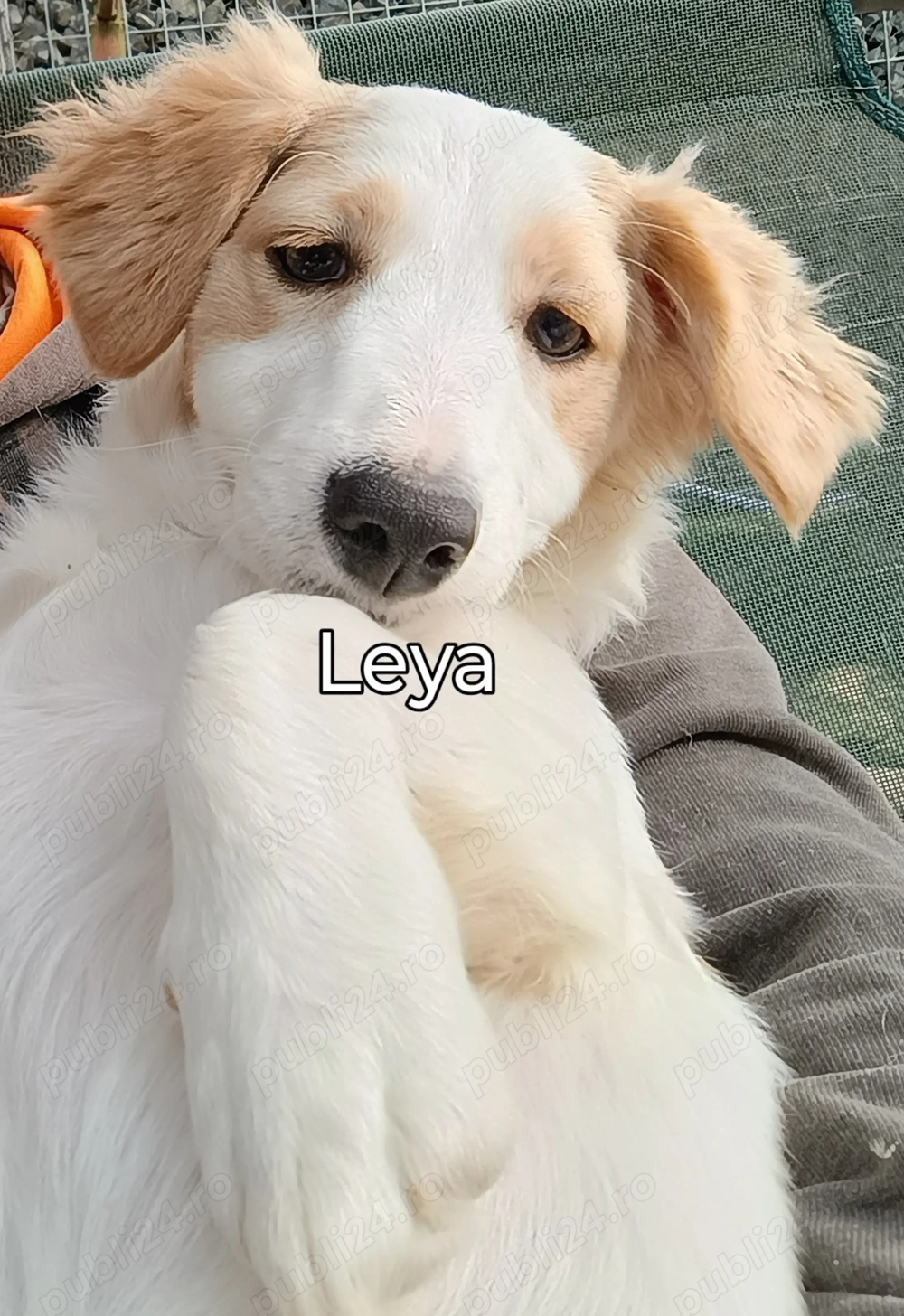 Leya caută casută și Om bun