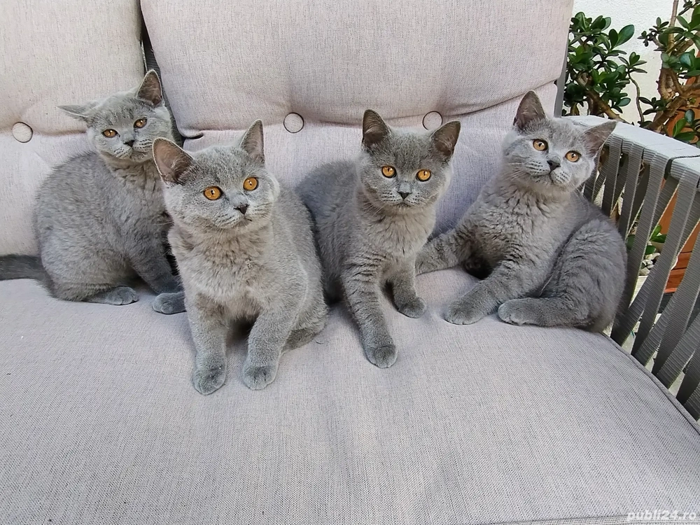 British shorthair blue 