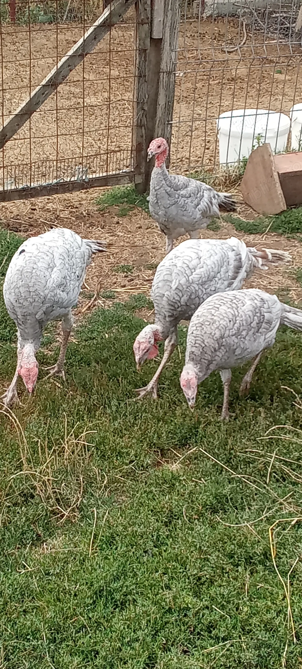 De vânzare curci albastre