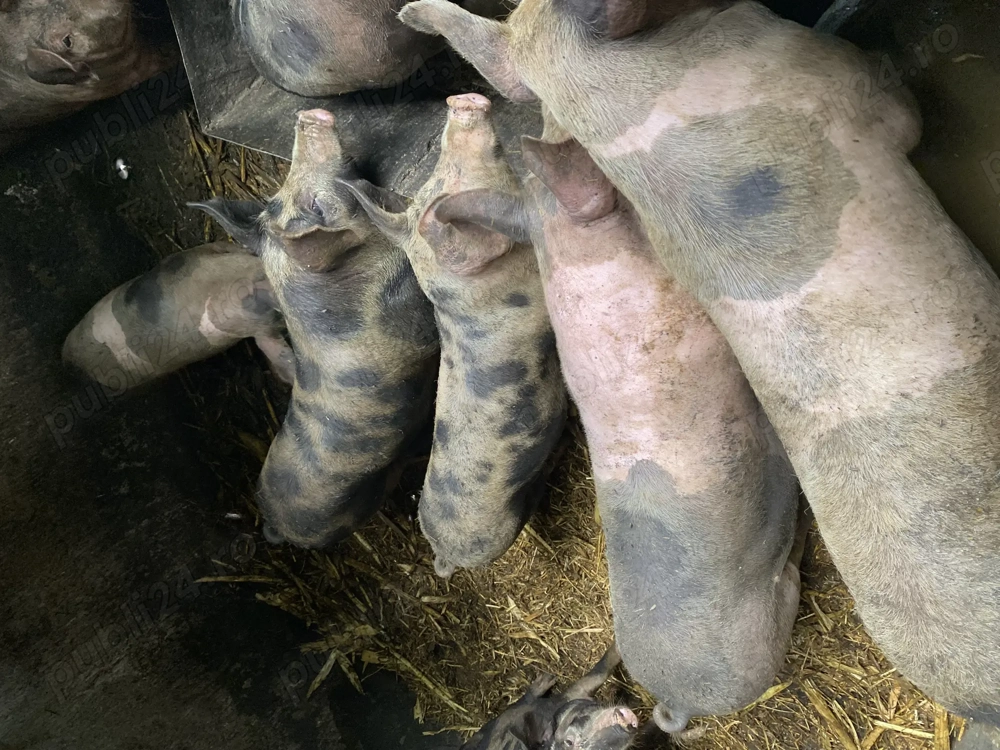 Porci de vânzare Porci de vânzare