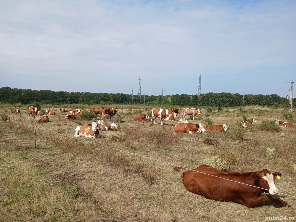 vand vaci baltata românească  vand vaci baltata românească
