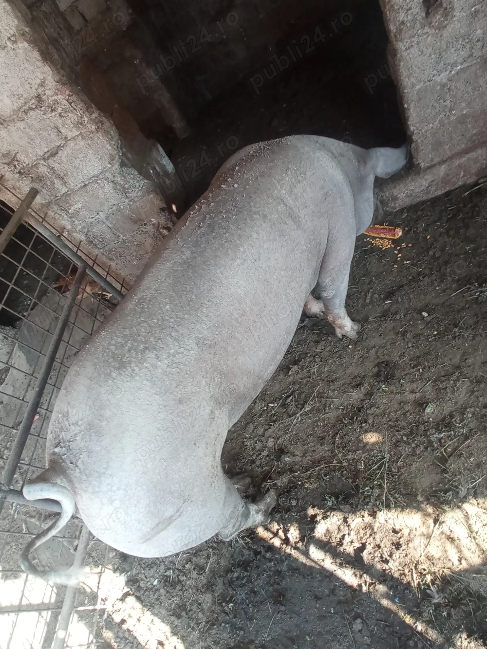 Porci pentru carne 125-250kg Porci pentru carne 125-250kg