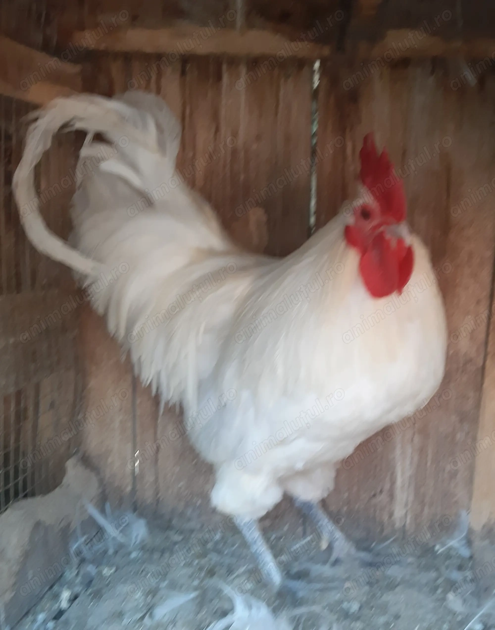 Vând cocoși, rațe și bibilici. Vând cocoși, rațe și bibilici.