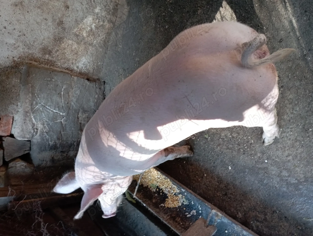 Vând purcea 120-130kg