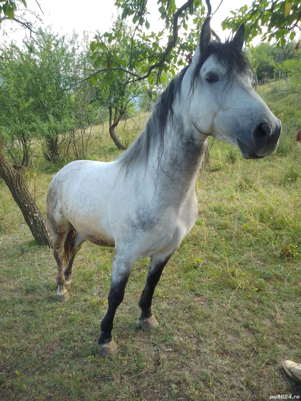 Cal de vânzare  Cal de vânzare