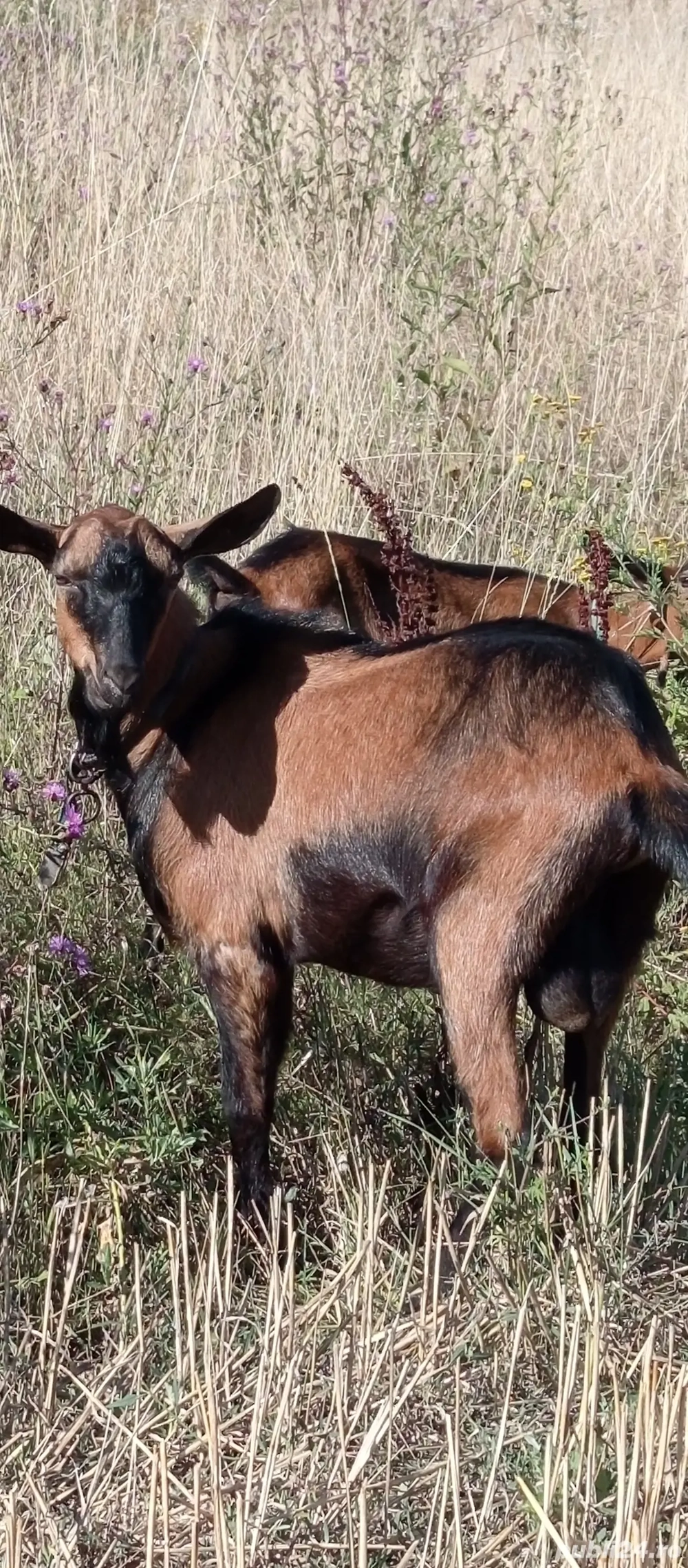 Vând un țap alpin francez rasa pura