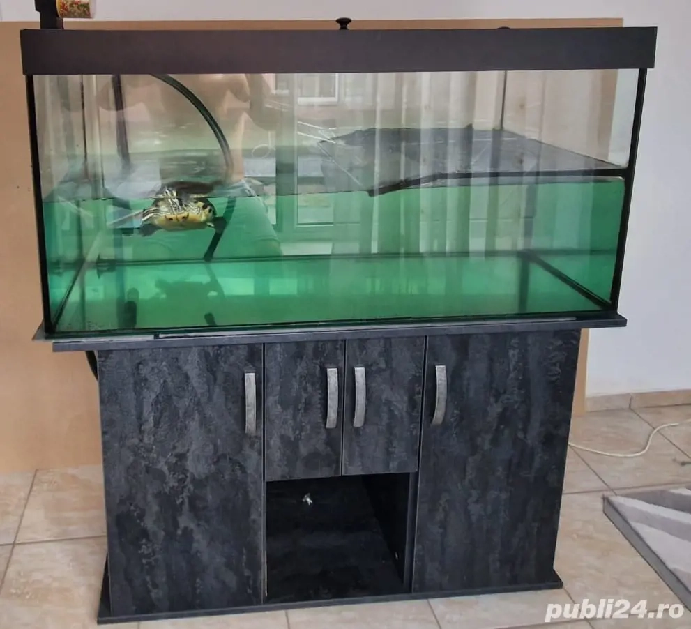 Acvariu broasca Acvariu broasca