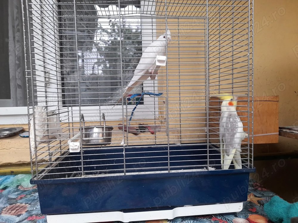 Vând pereche Papagali Nimfă 