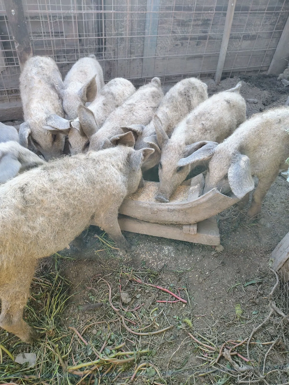 Purcei de mangalița rasă pură Purcei de mangalița rasă pură