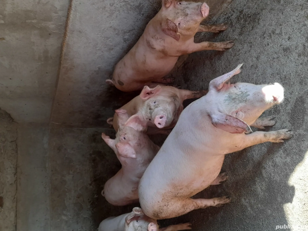 De Vînzare De Vînzare