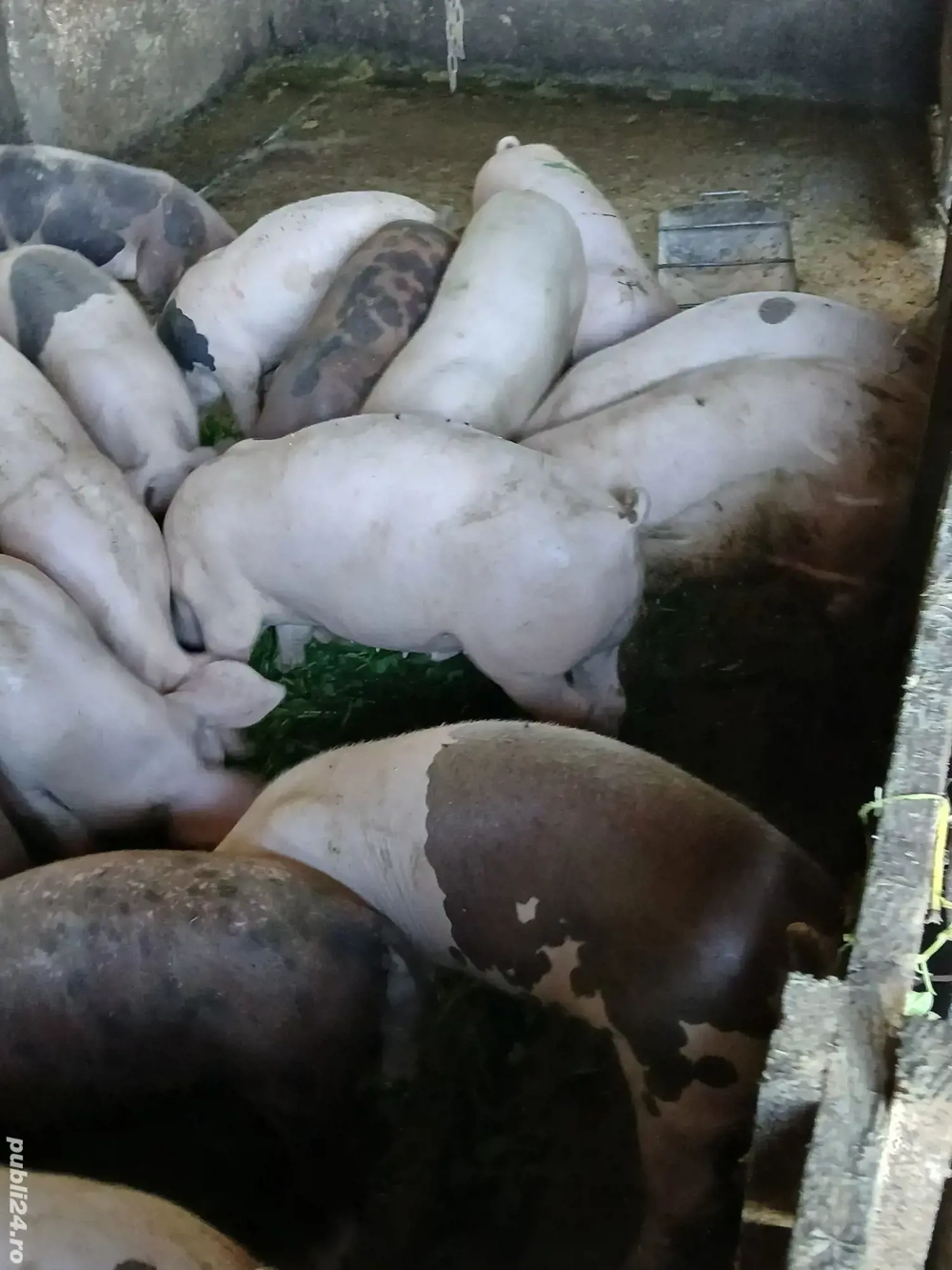 vand porci vand porci