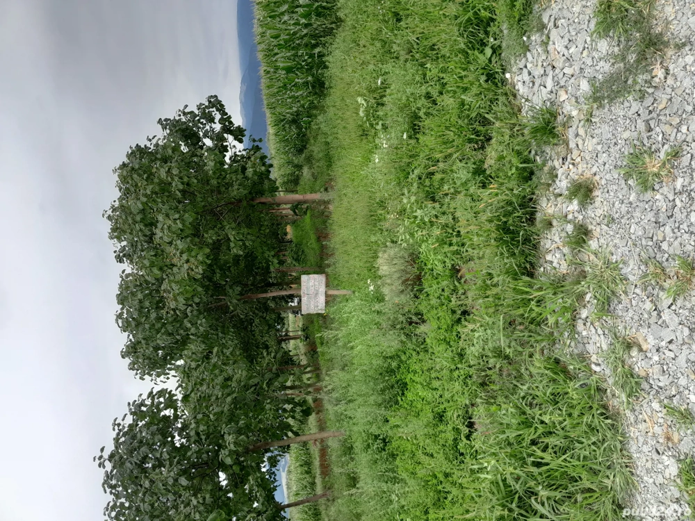 Plantatie de Paulownia