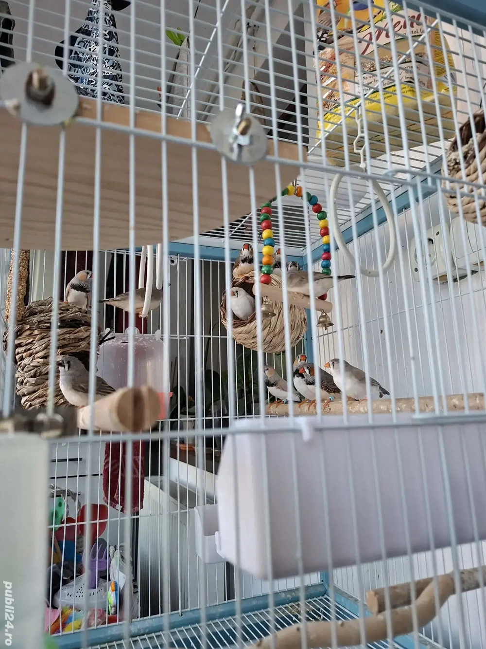 Vând zebre australiene ( cinteze )