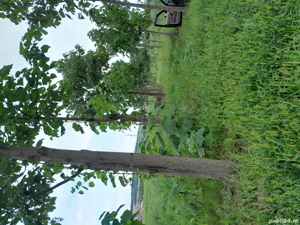 Copaci de Paulownia 