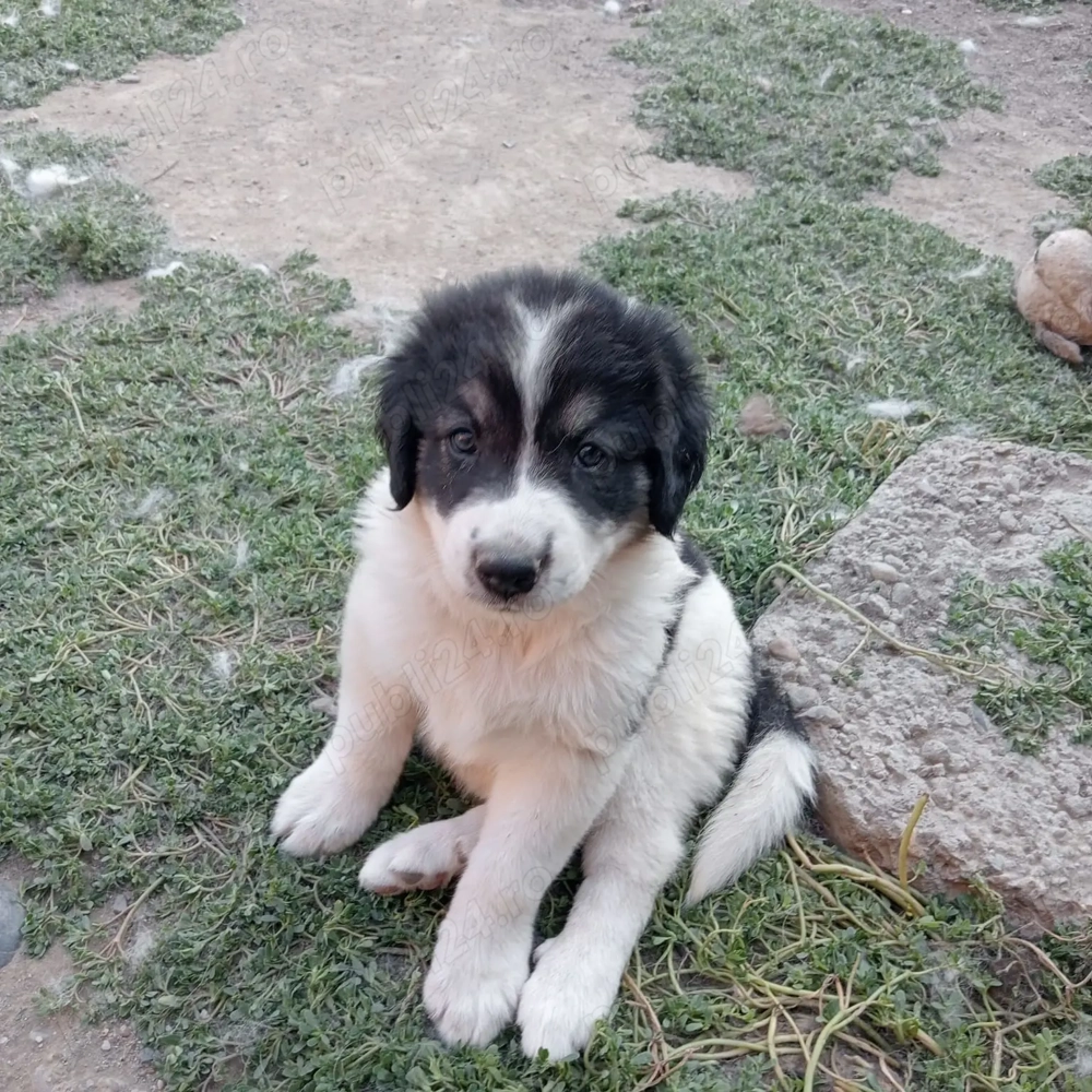  fetite ciobanesc romanesc de bucovina