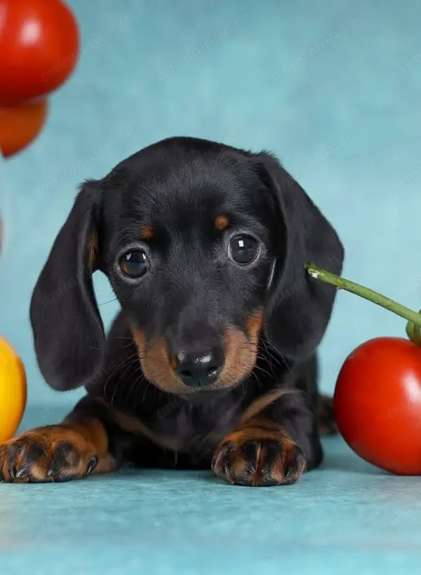 Pui Teckel cu vaccinuri și acte la zi, bine îngrijiți!
