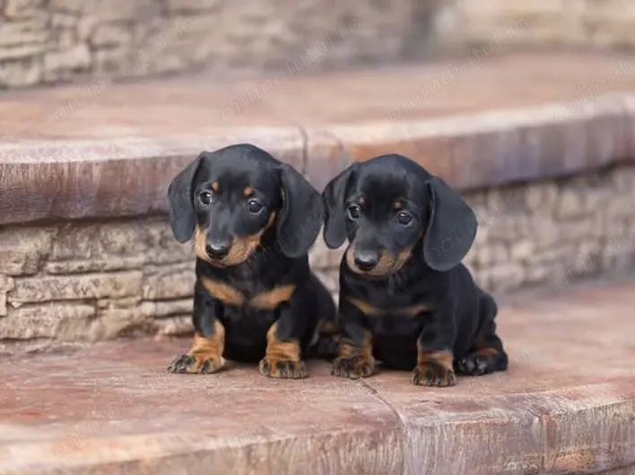 Disponibili pui Teckel - energie, inteligența  și devotament!