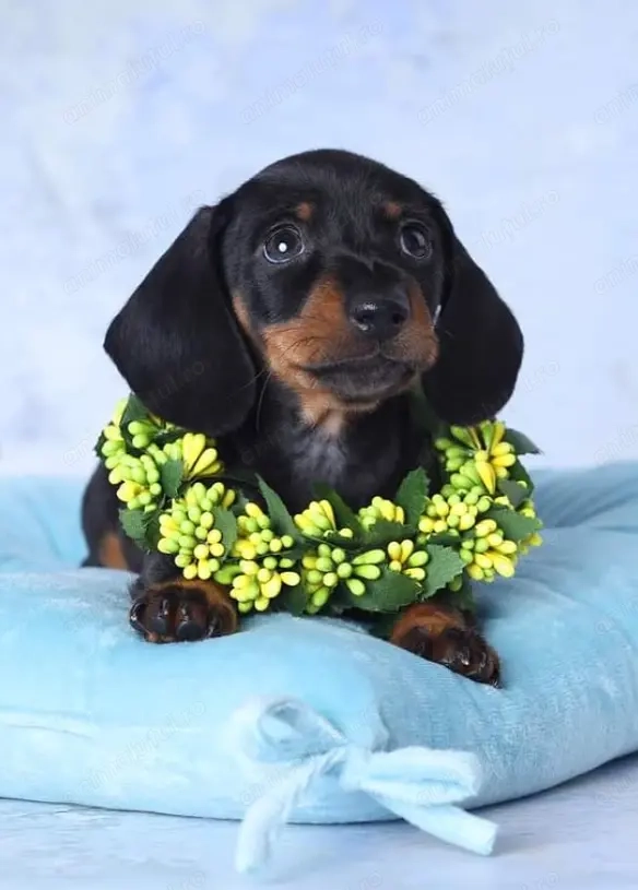 Puiuți Teckel autentici sănătoși și sociabili!