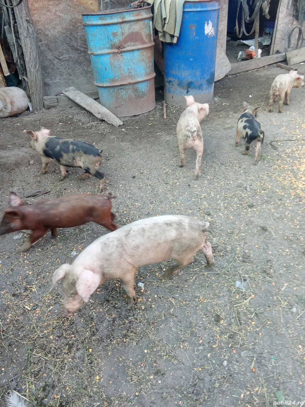 de vânzare  de vânzare