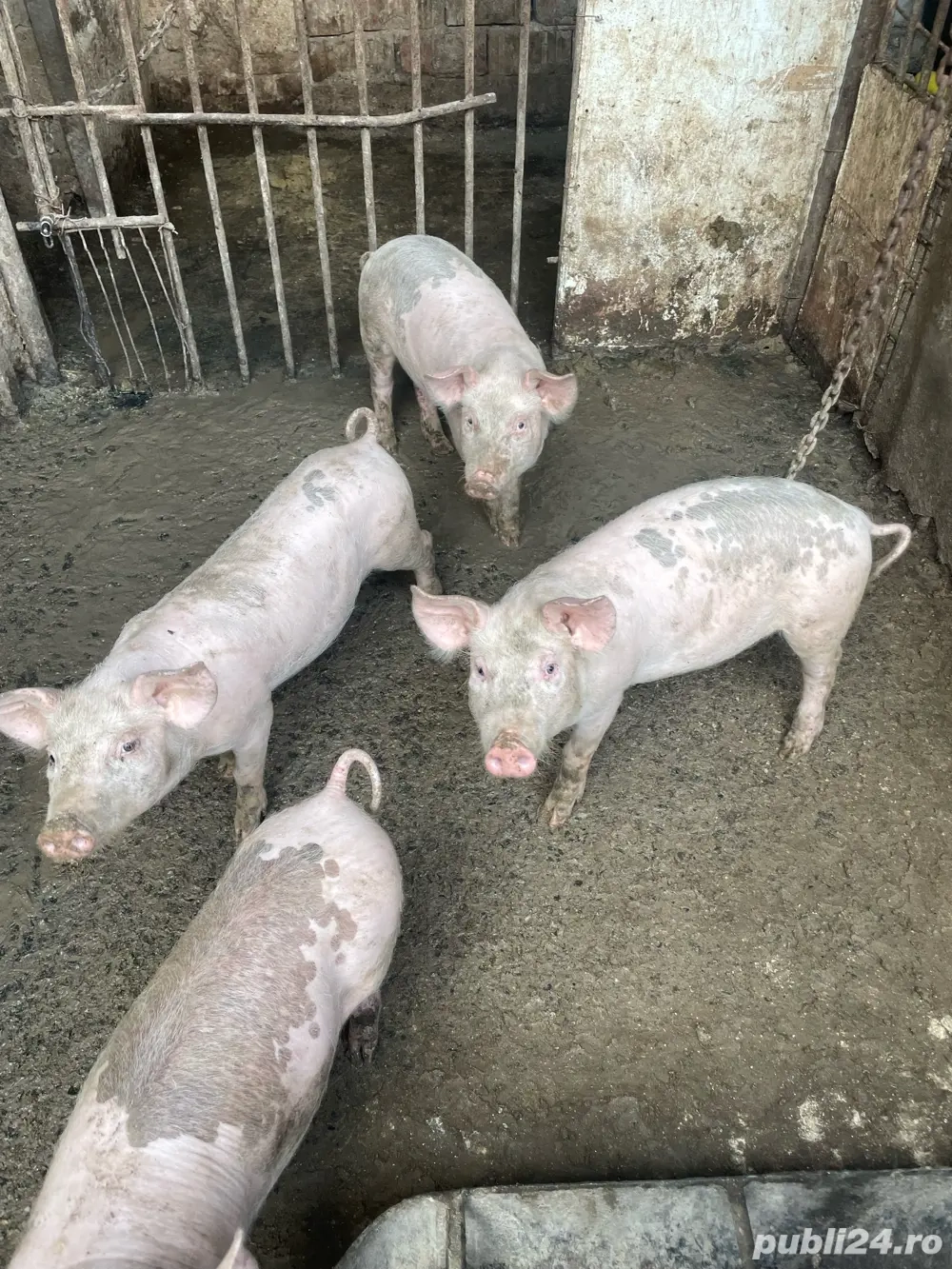 Vand purcei Pietrain si Pic, de 3 luni Vand purcei Pietrain si Pic, de 3 luni