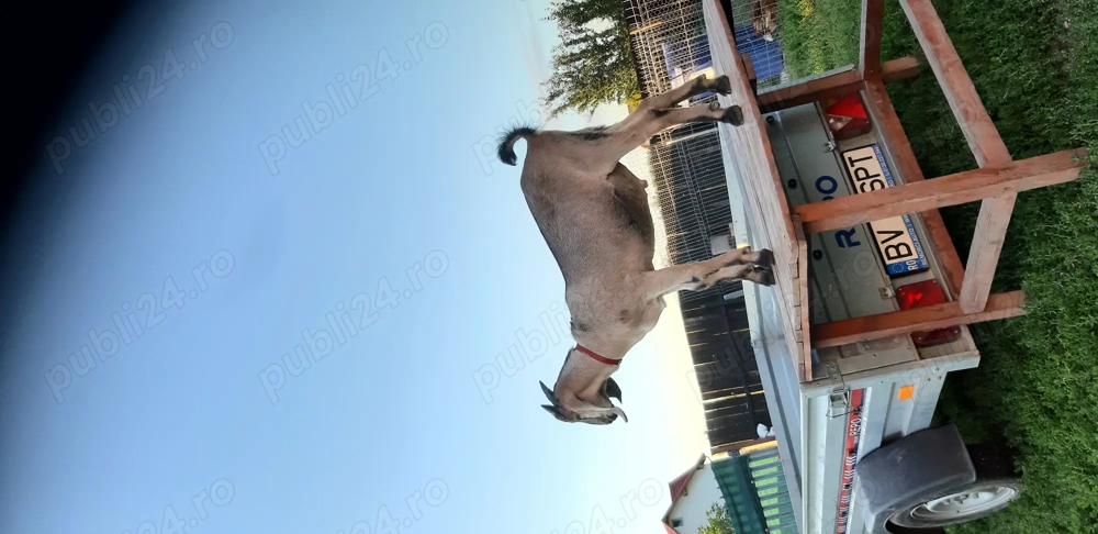 Vind țap anglo nubian