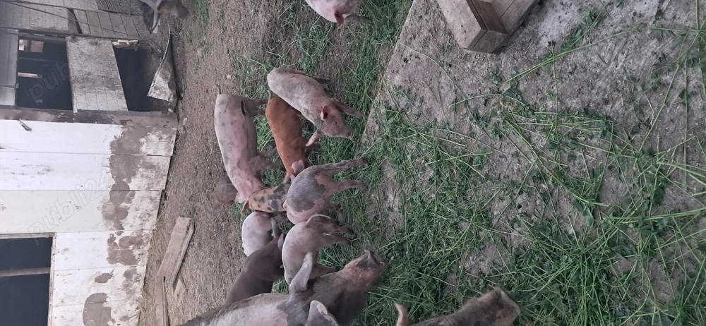 Purcei vârste diferite