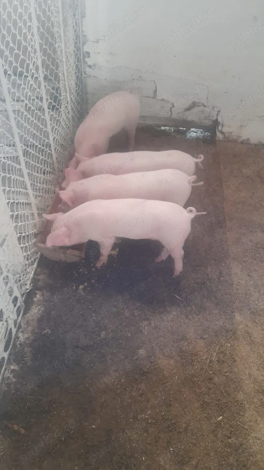 Purcei de vânzare. Purcei de vânzare.