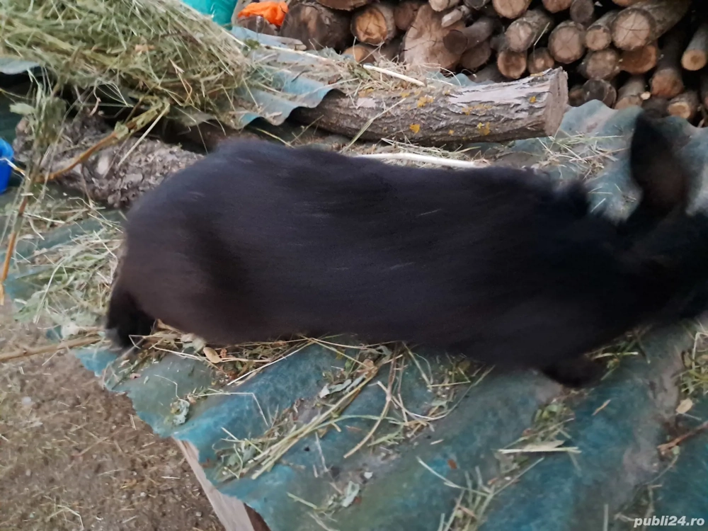 femelă metiș hicole  femelă metiș hicole