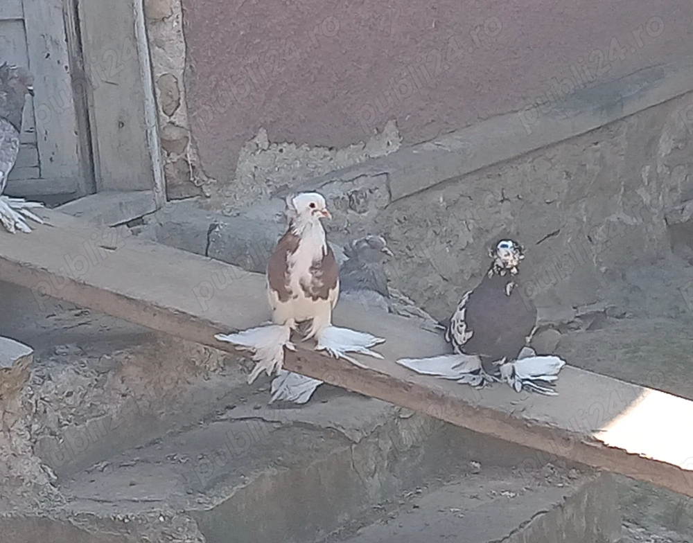 Vând porumbei  uriasi