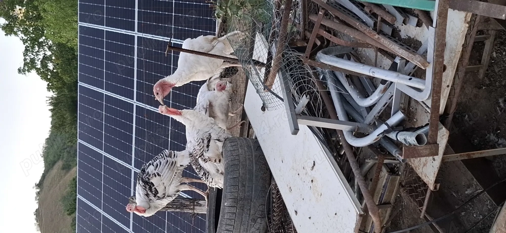 Se vinde detalii an privat 