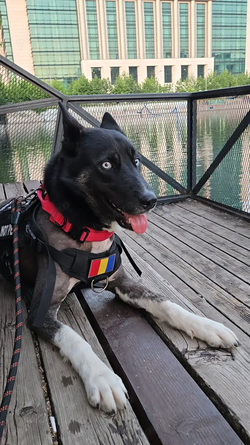 Caine adoptie Bucuresti