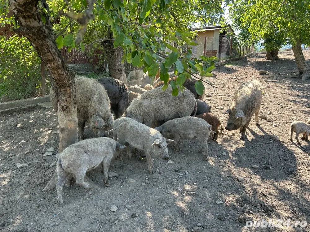 Purcei Mangalița de vanzare ,rasă pură