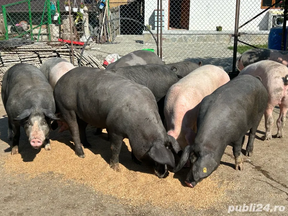 Vand porci, carcasa sau in viu 