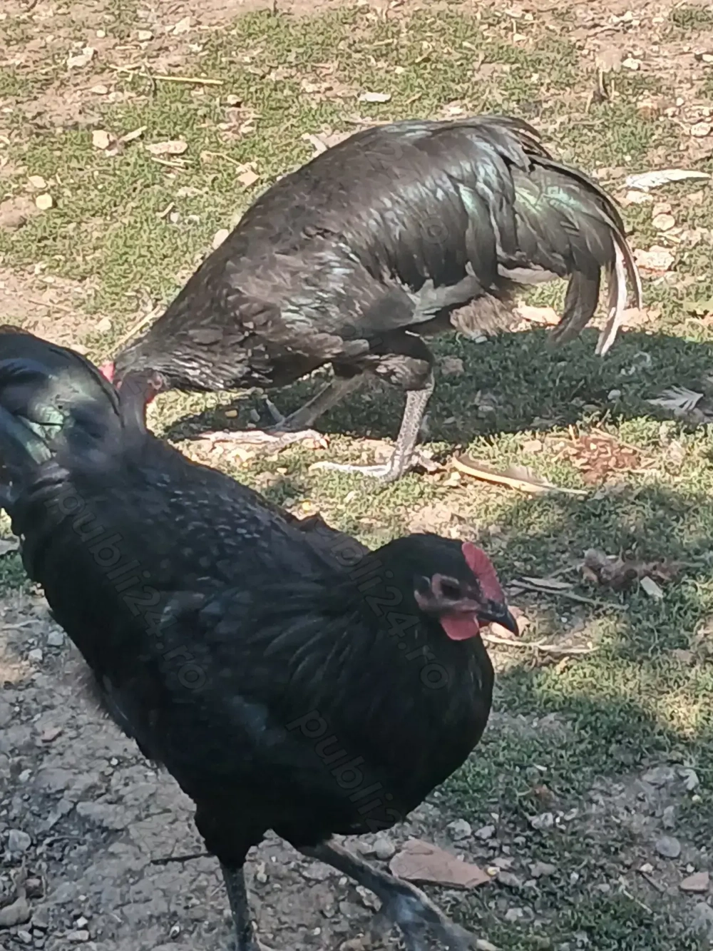 Vind cocoșii rasă Australorp Negru tineret.  Vind cocoșii rasă Australorp Negru tineret.