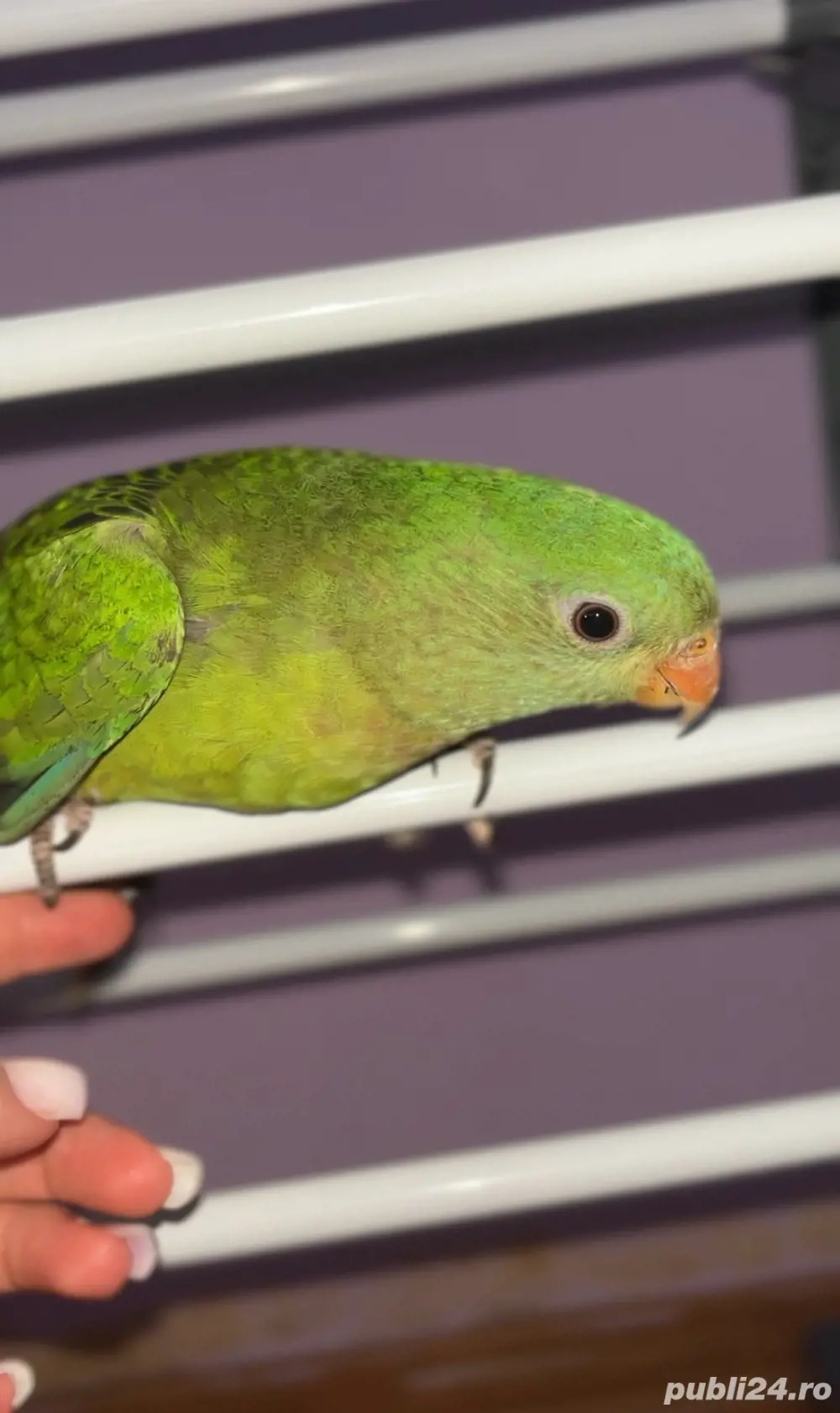 Vand papagal barabband mascul 