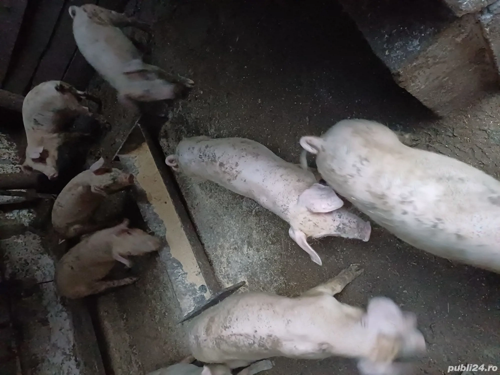 grăsuni de vînzare