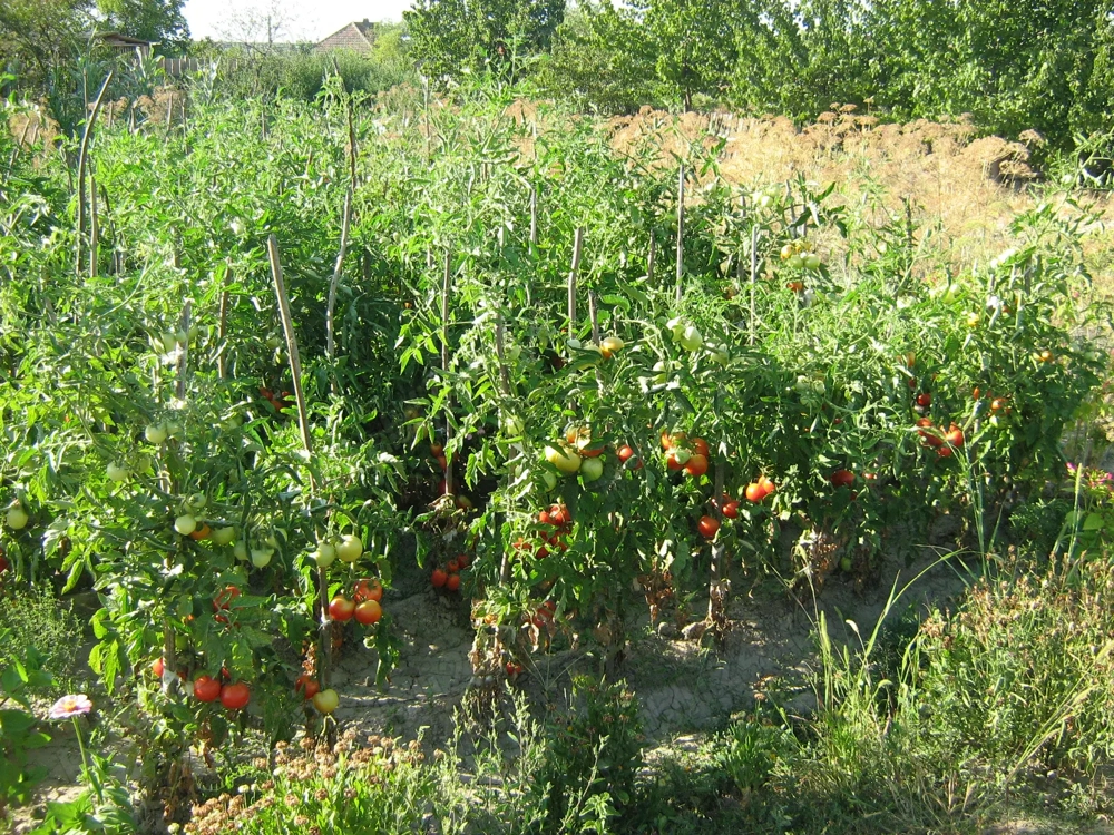Casa batraneasca cu teren 3000 mp